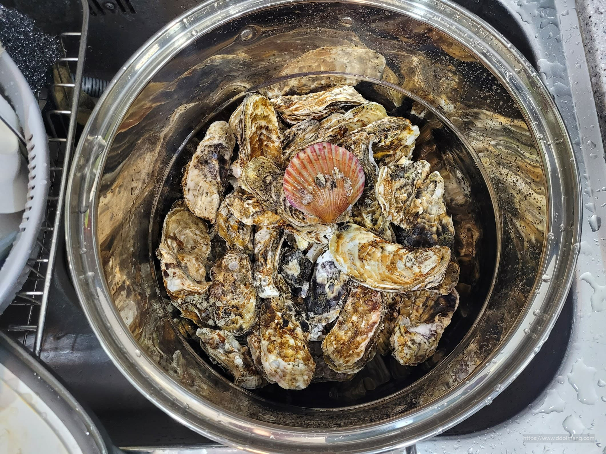 가리비와 각굴 크기 비교