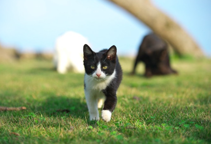 공원을 걷고 있는 고양이.