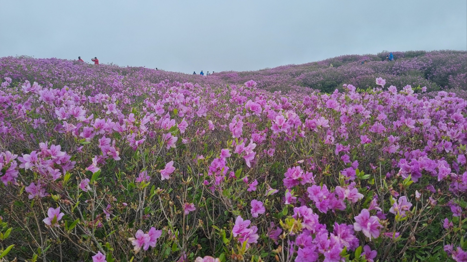 합천 황매산 철쭉14