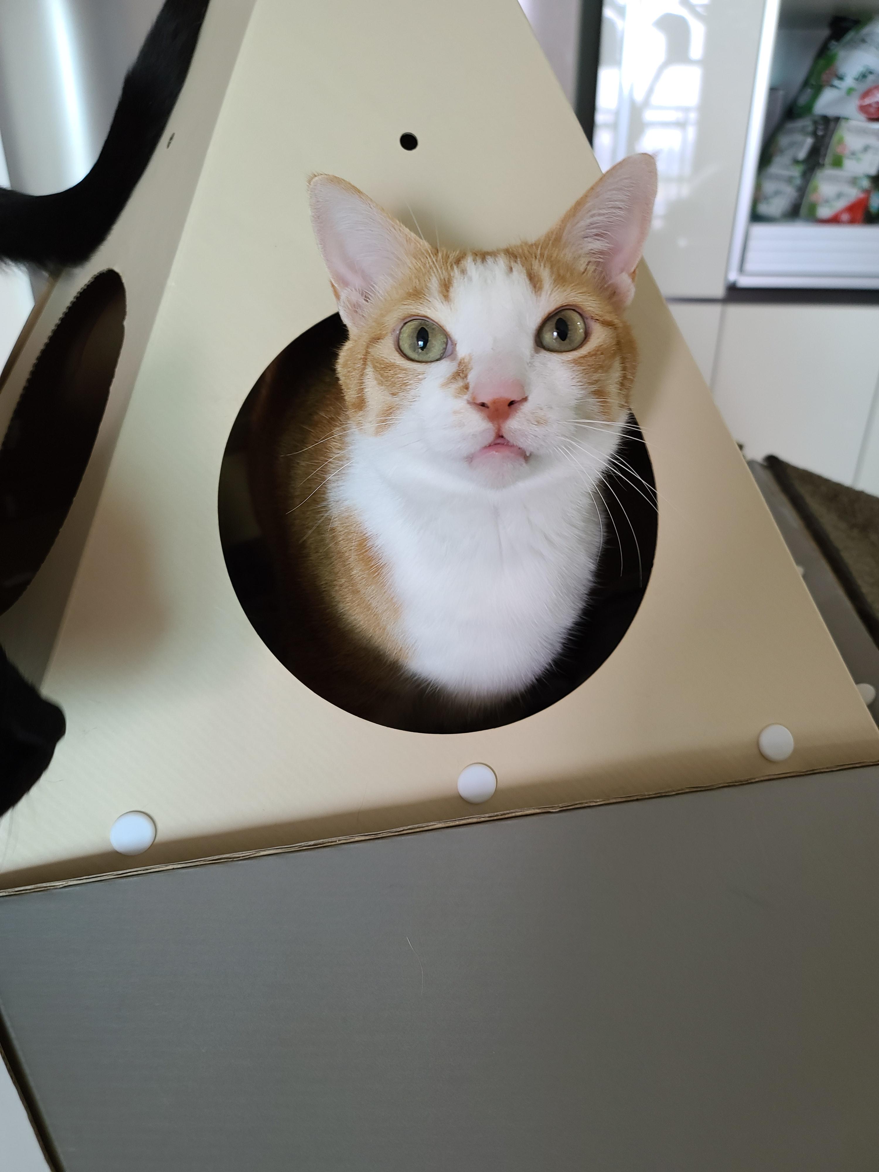 루프탑을 이용하고 싶었던 고양이 호야!(feat. 다다)