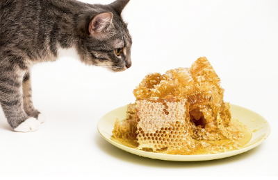 미츠로우를 바라보는 고양이