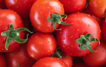 스테비아 방울토마토