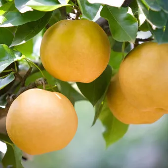 나주배 효능 특징 수확시기제철손질먹는방법나주배 보관 방법 안내_9