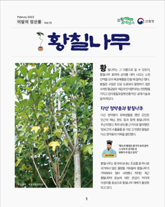 황칠나무