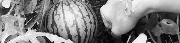 수박껍질 음식물쓰레기: 처리 방법