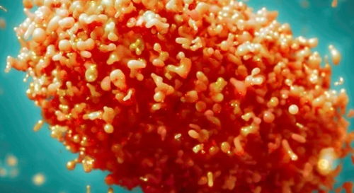 [ 엠폭스 증상 ] 치사율 감염경로 잠복기 국내발생 현황 및 원숭이 두창 백신