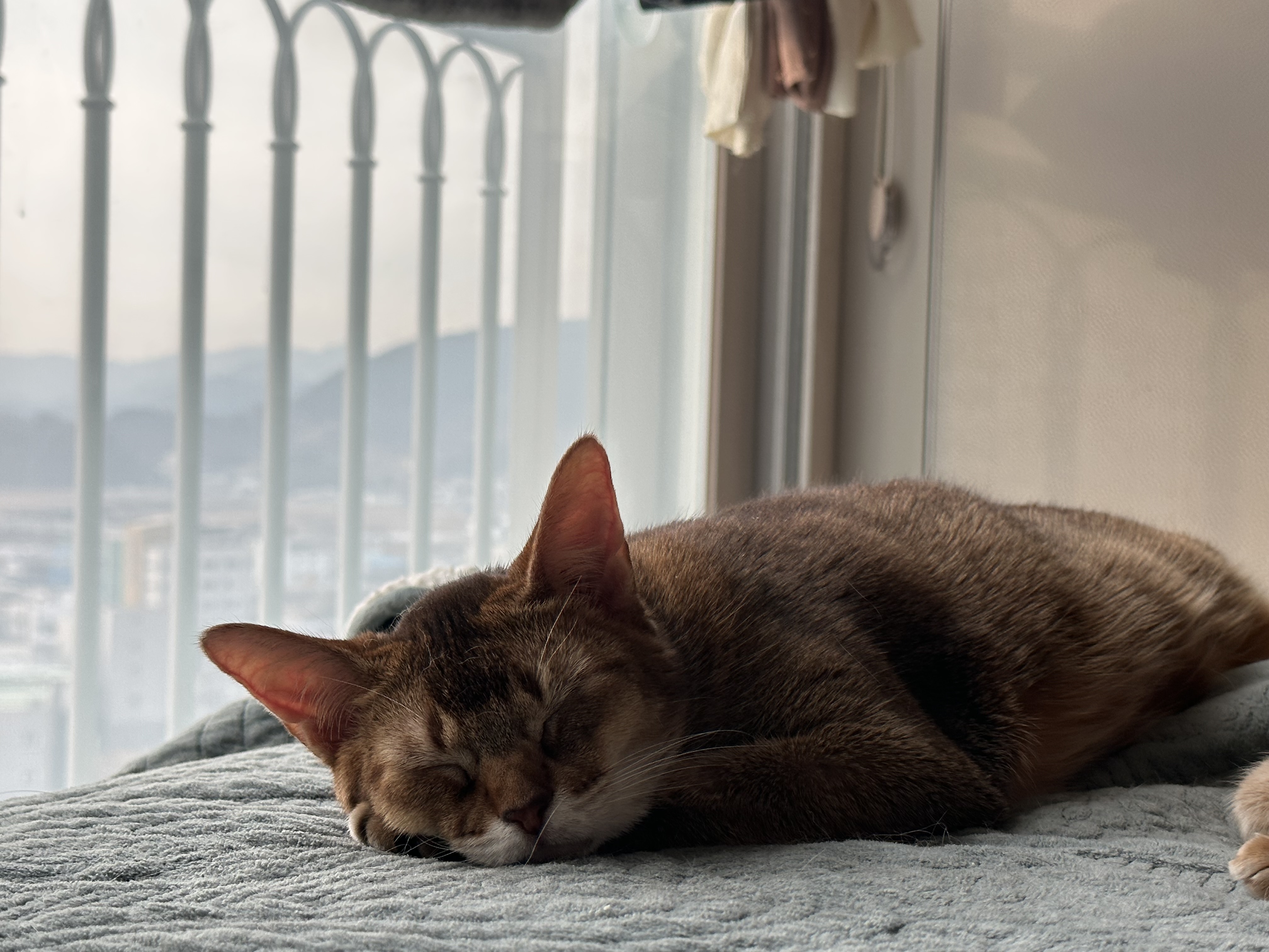 아비시니안_고양이_루디