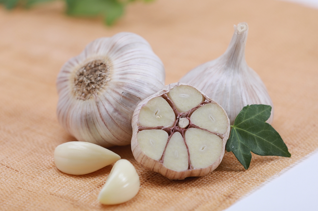 마늘-효능