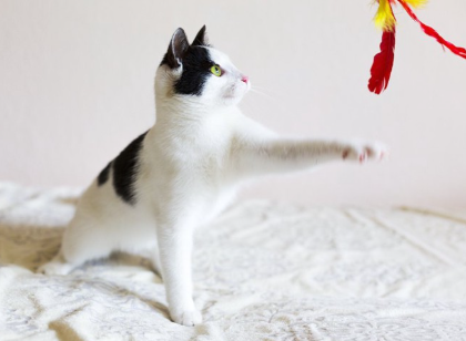 고양이 장난으로 노는 고양이.