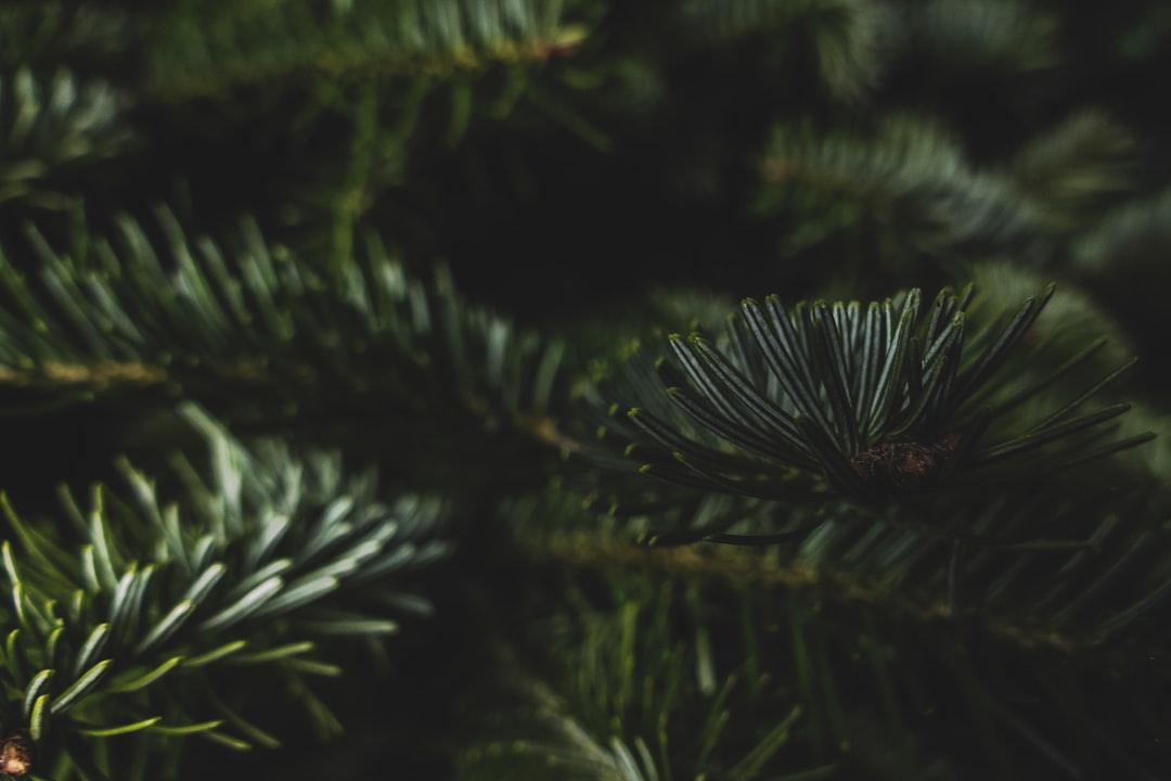 Pine
