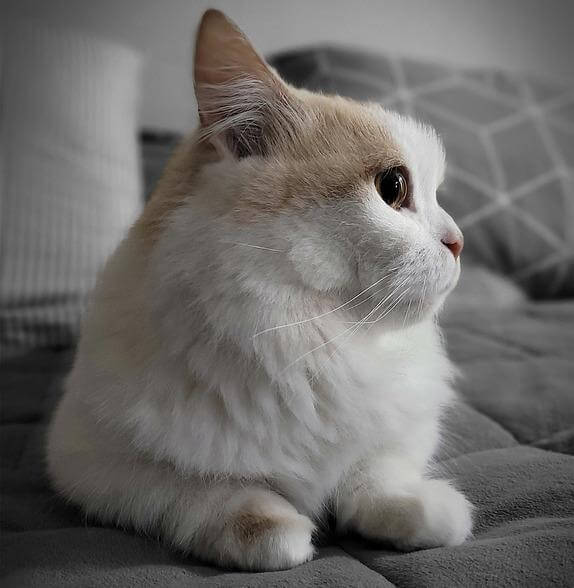 한국 사람들이 좋아하는 고양이들 BEST 3