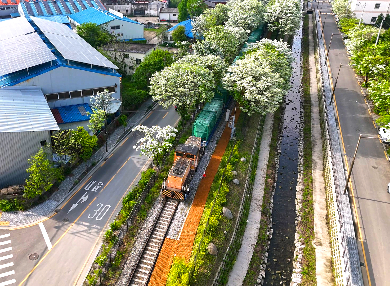 팔복동 철길 이팝나무