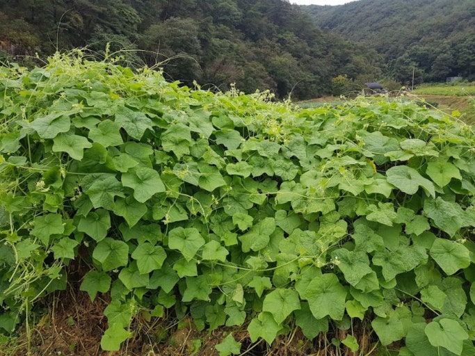 가시박 관련 사진