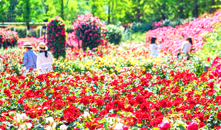 에버랜드 로로티 장미축제