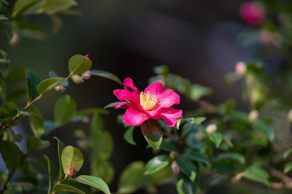 한림공원 부겐빌레아 축제