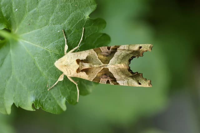 곤충 유충이 미생물 다양성에 미치는 pH 변화와 화학 조성 분석