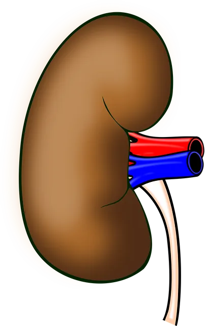 신장에 좋은 음식