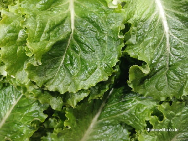 몸에 좋은 5대 영양소가 가득 담긴 신선하고 건강한 상추 효능