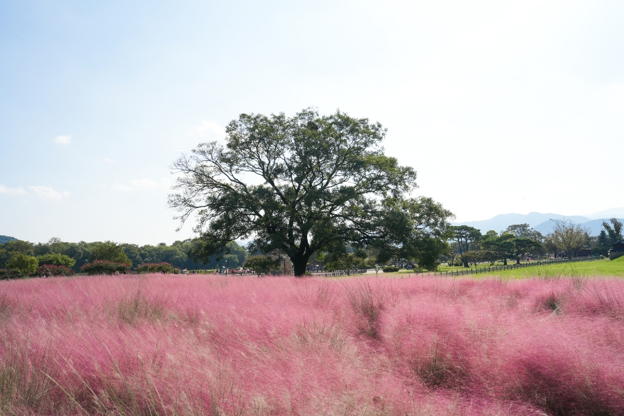 경주 핑크뮬리