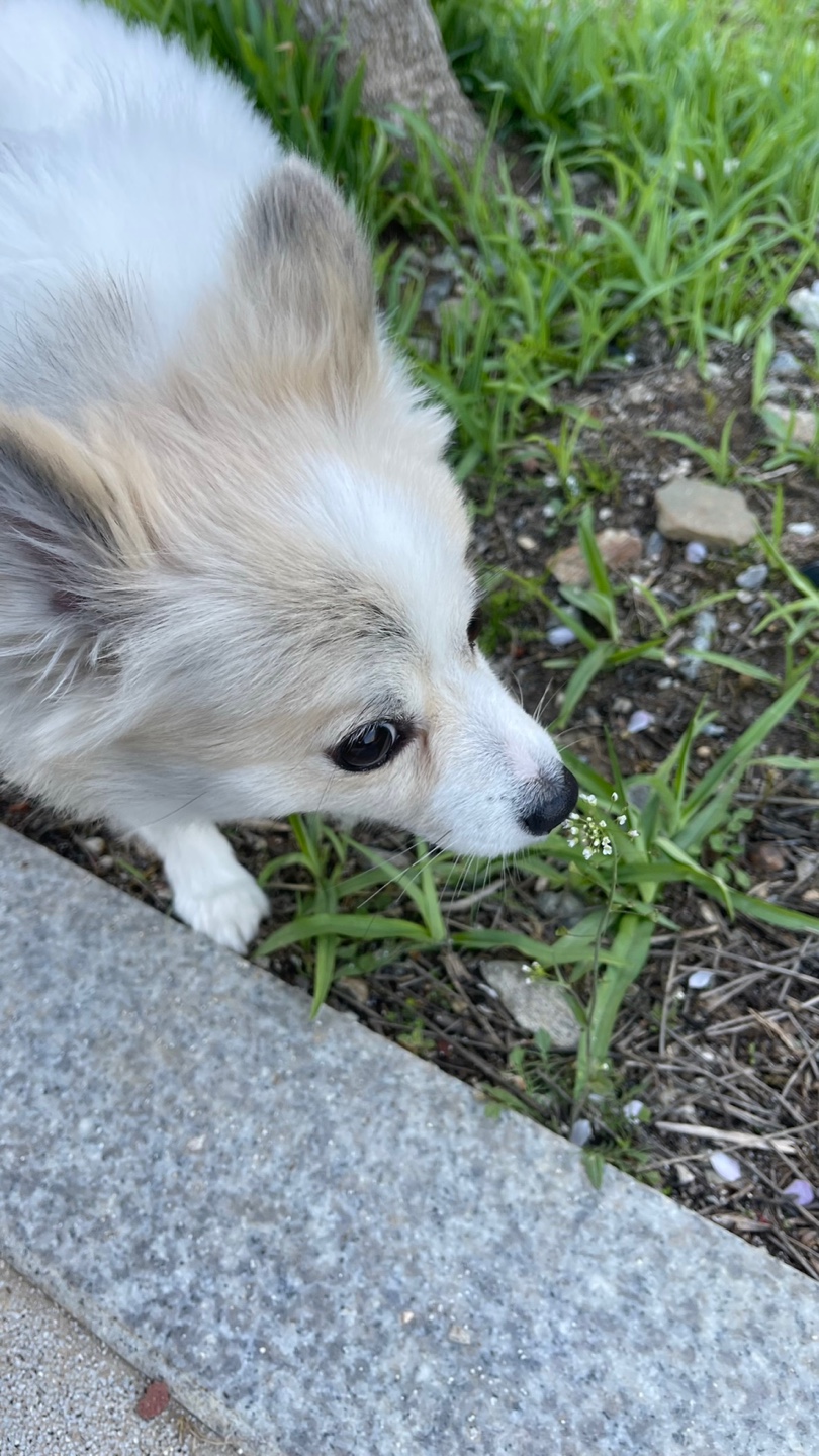 심바 강아지 사진