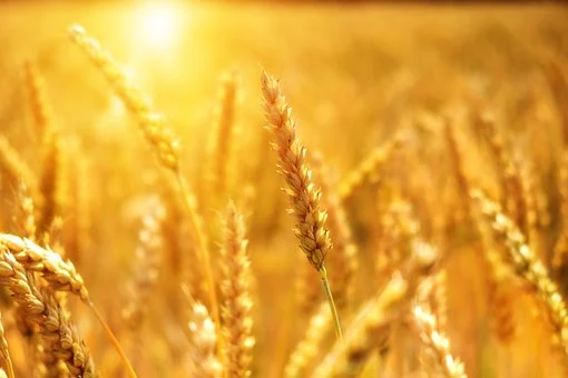 카무트 효능 - 카무트 대체품(KAMUT KHORASAN WHEAT) 카무트 효능 - 카무트 대체품(KAMUT KHORASAN WHEAT)