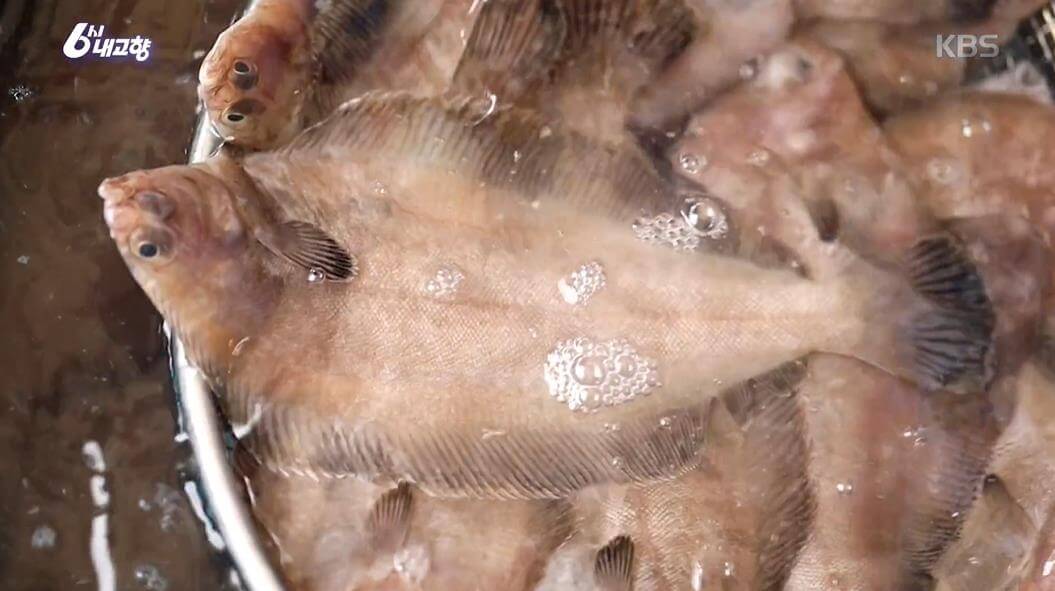 6시내고향 영덕 물가자미