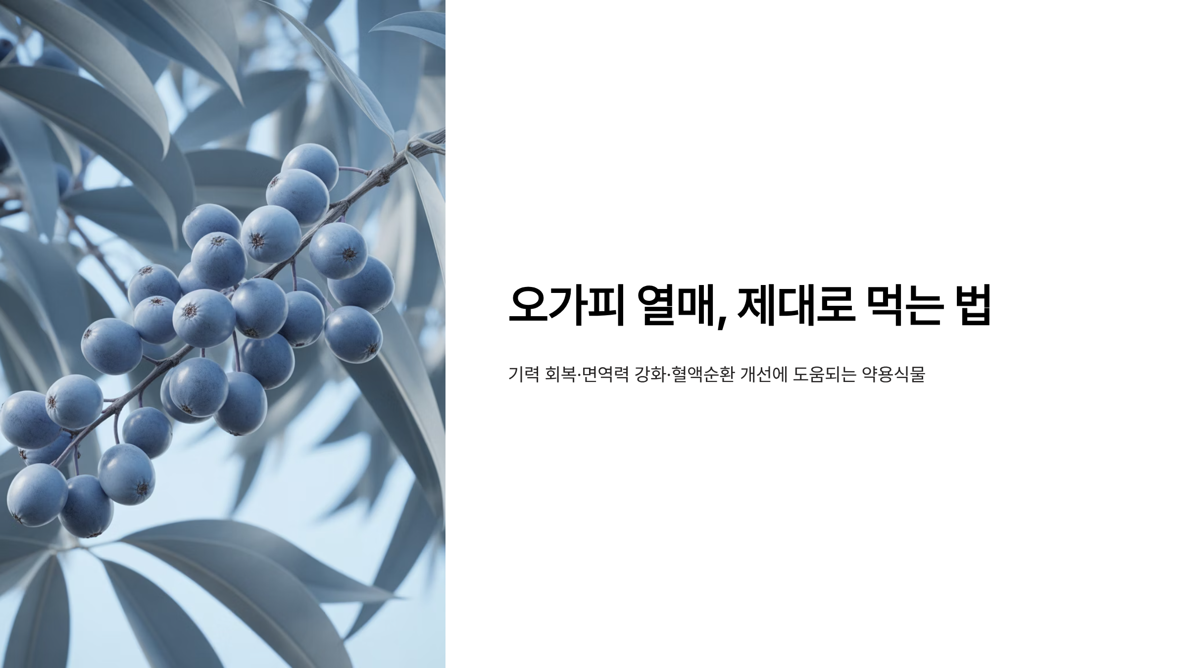 오가피 열매 먹는법