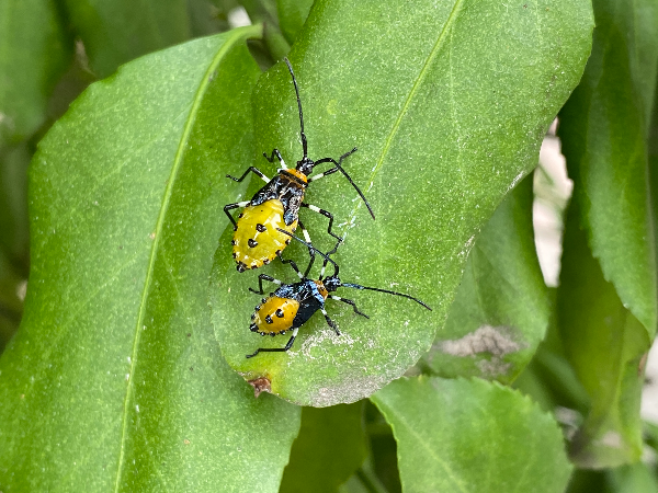 노랑배허리노린재