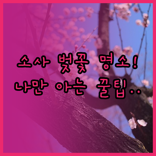부천 소사구 벚꽃 개화 예정일과 숨은..