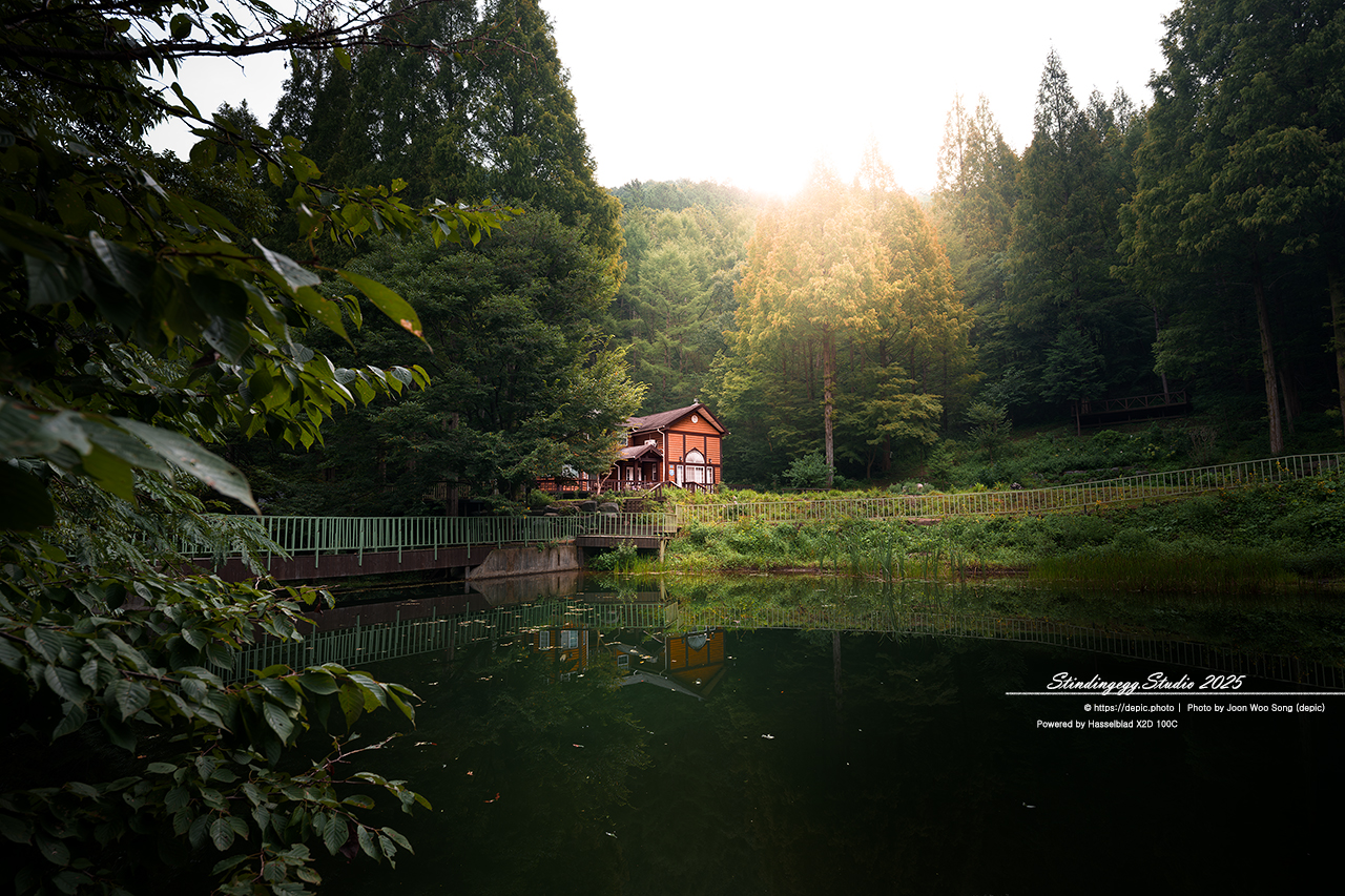 #논산 #벌곡 #온빛자연휴양림 #온빛 #연못 #꽃 #메타쉐콰이어