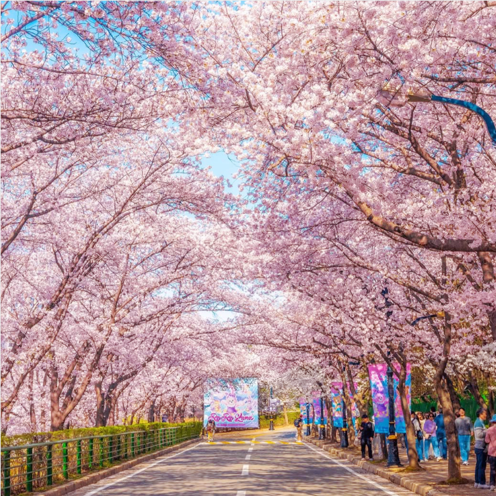 이월드 블라썸 피크닉과 관련된 사진