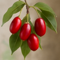 산수유 효능