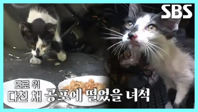 동물농장 재방송 시간 다시보기