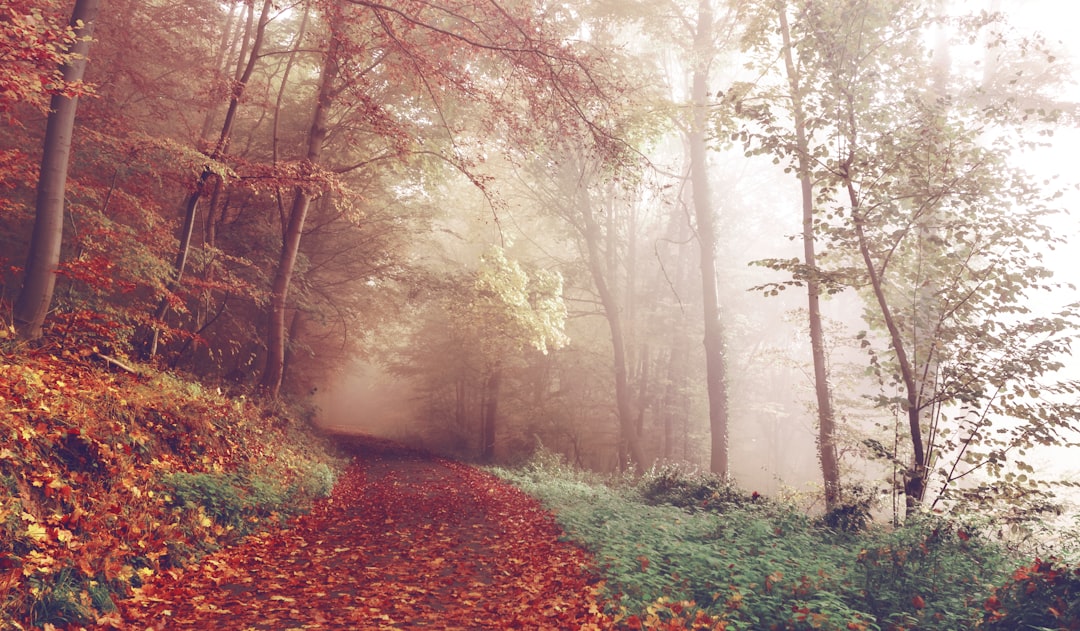 Path