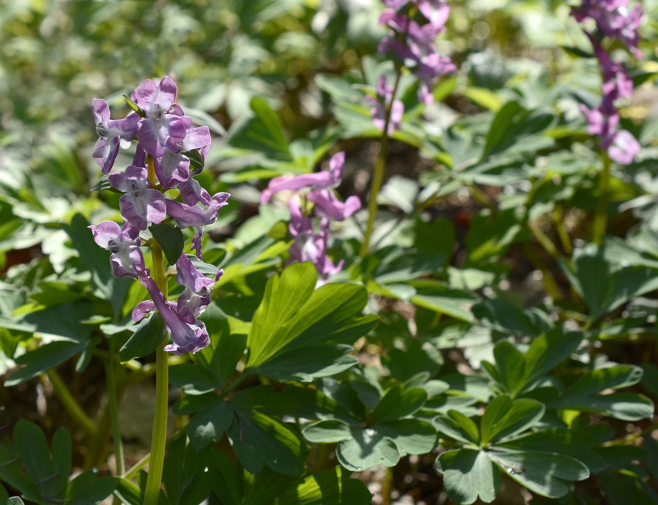 약용식물 현호색