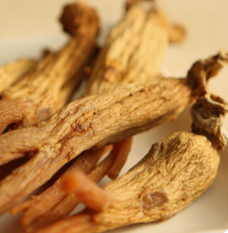 홍삼 효능 부작용