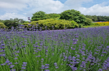 고창 청농원 라벤더 축제1