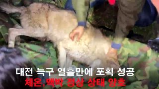 늑구 포획 성공 마취총 생포 건강상태(영상)