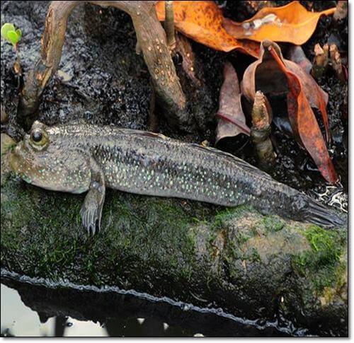 수륙 양용 짱뚱어