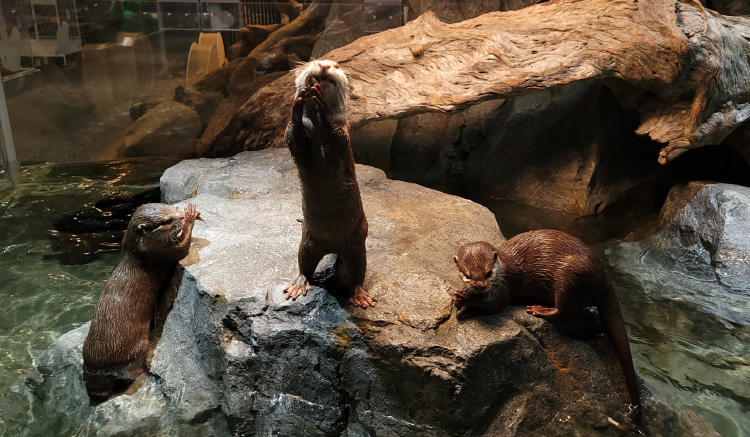 가평 신비동물원