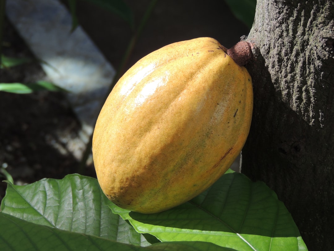 Cocoa