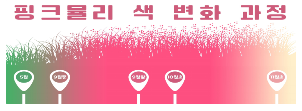 핑크뮬리 색 변화 과정
