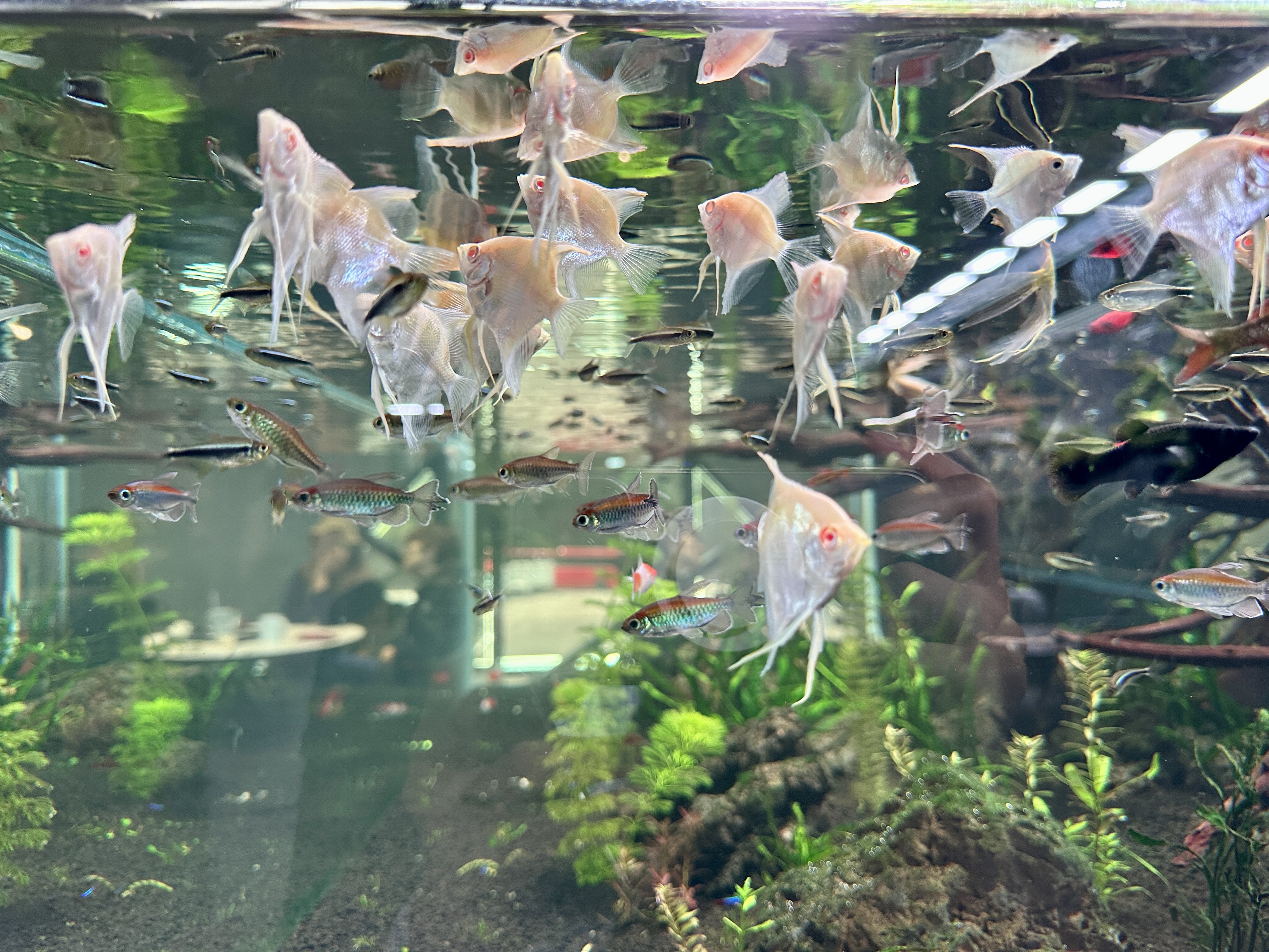 춘천 카페리움 물고기