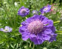 스카비오사(솔체꽃) 이미지 사진