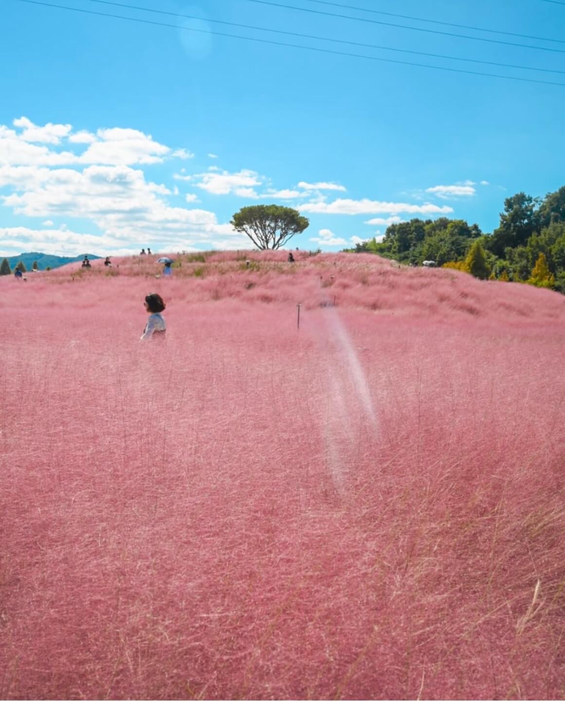 신소양 체육공원의 핑크뮬리