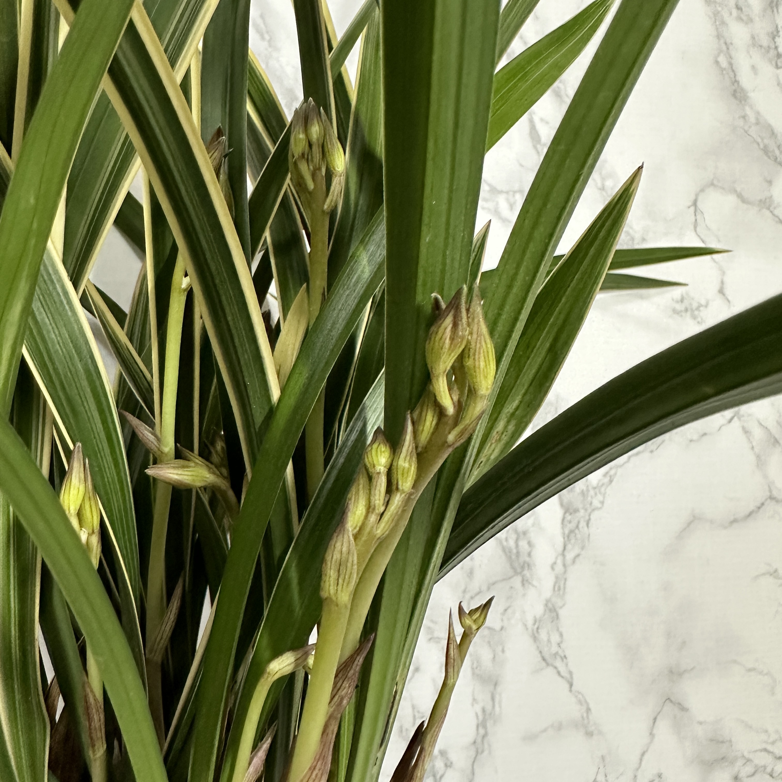 난 물주는 주기 동양란 물주기