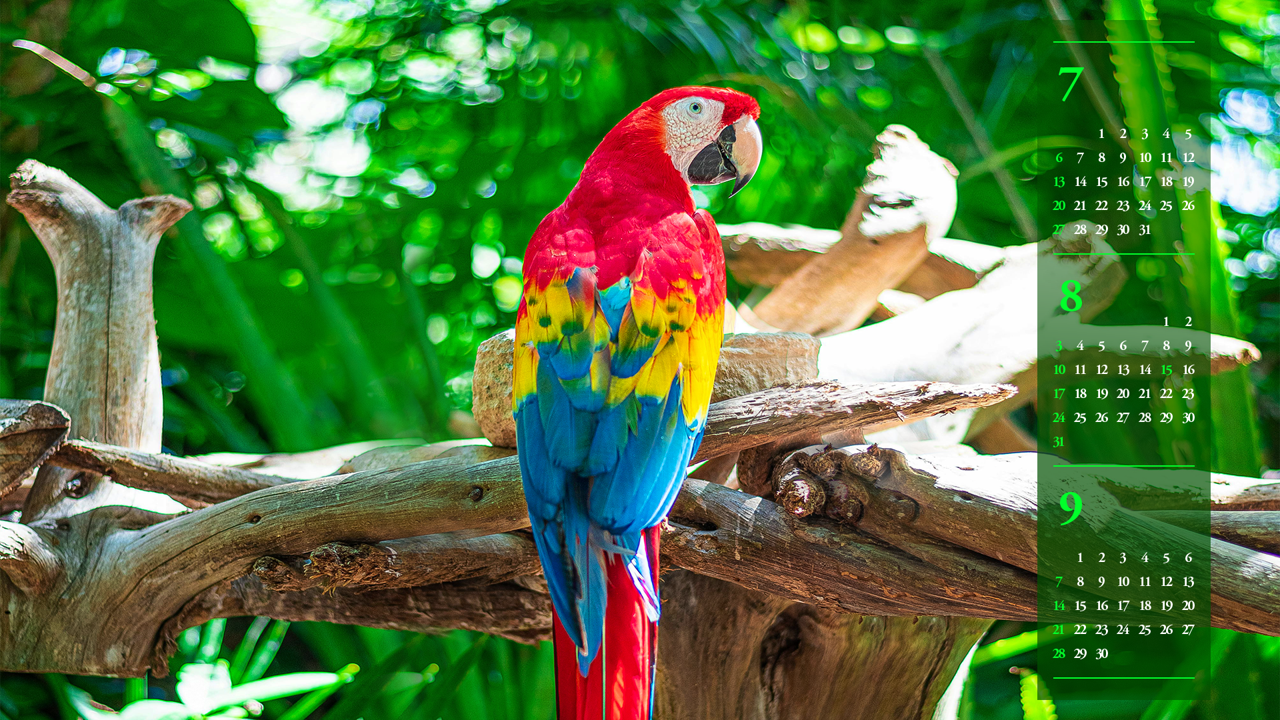 08 스칼렛 마카우 뒷모습 B - 2025년8월 노트북배경화면