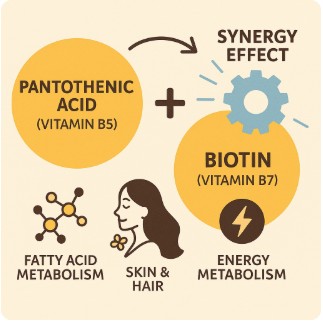 판토텐산과 비오틴의 시너지 효과