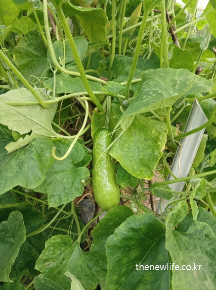 덩굴에 매달린 싱그러운 애호박-애호박 효능의 시력 보호와 눈 건강 관련된 실물 사진 (1)