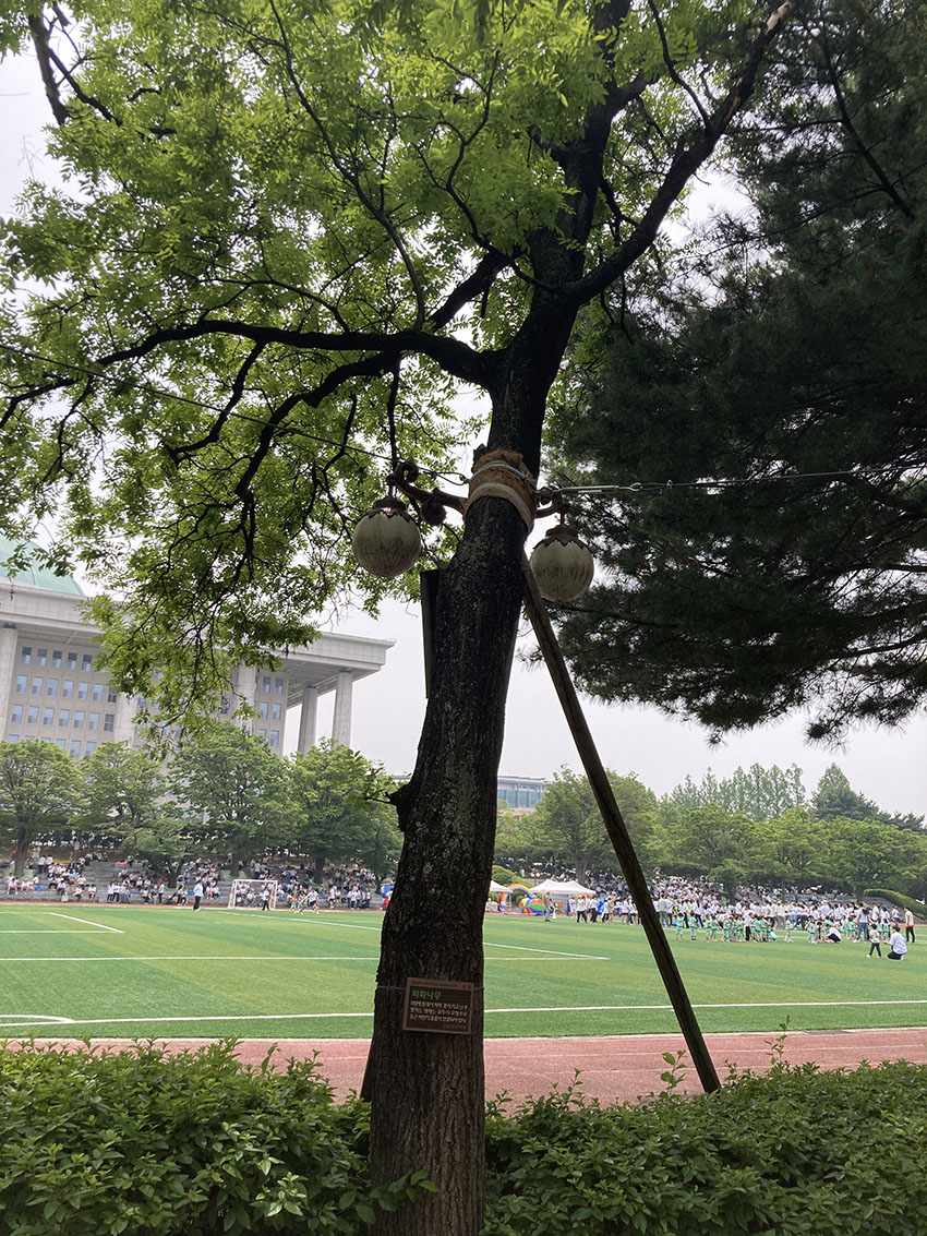회화나무